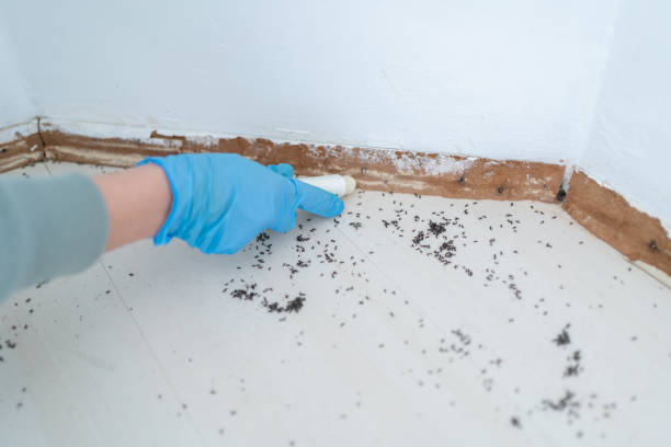 Best Ant Control Services  in Fort Lee, NJ